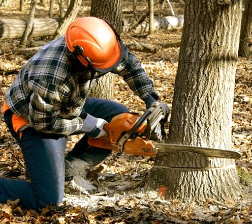 Tree Removal in Ruth, MS